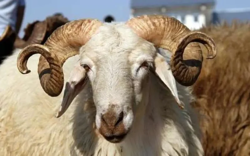 ترقب موعد عيد الأضحى وتفاصيل أيام الإجازة الرسمية في الدولة والقطاعات